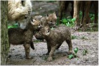 /album/secret-singing-wolves/mamka-od-blata-kopie-2-jpg/